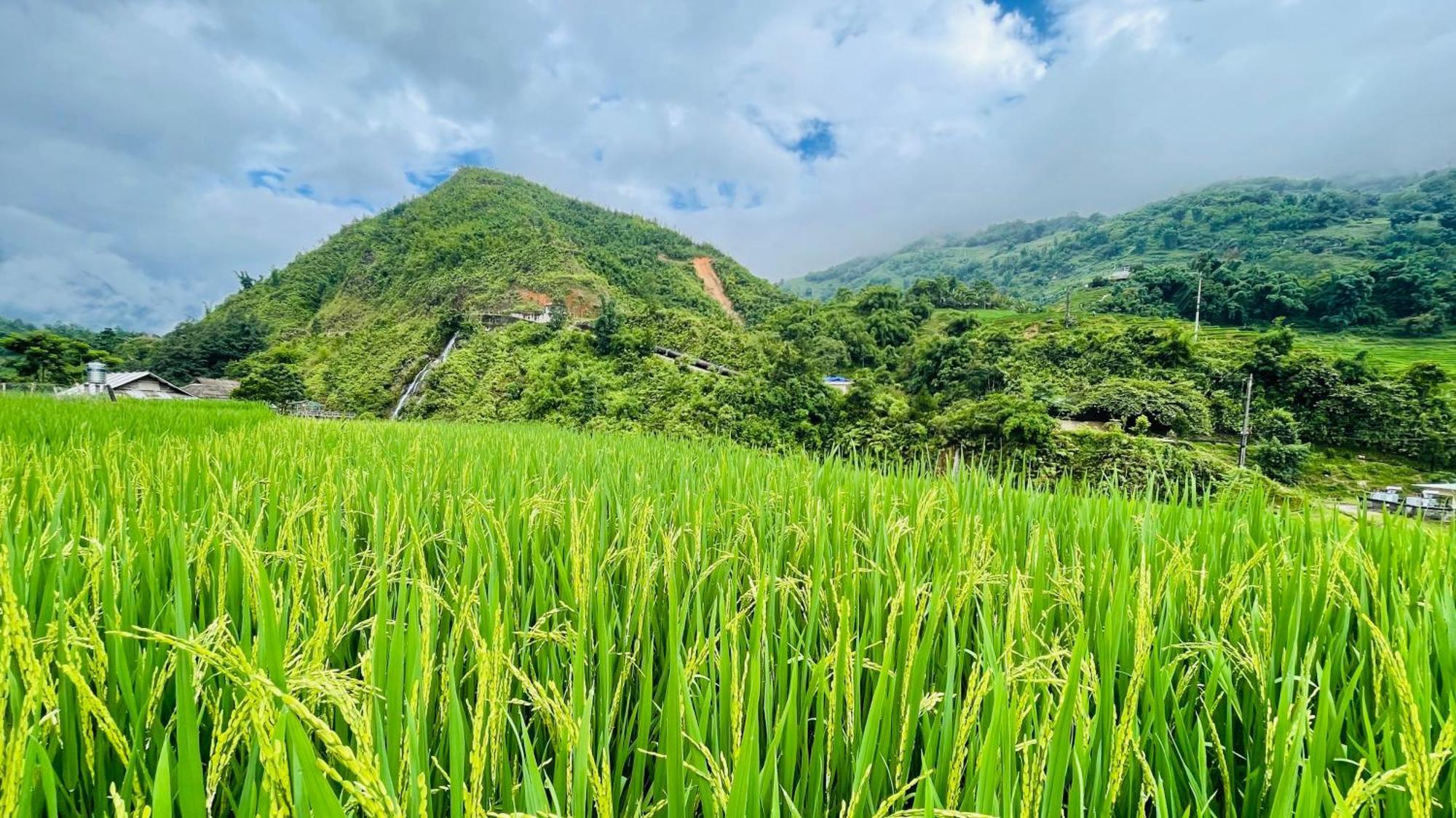 Eco Rice Fields House Pansiyon Sapa Dış mekan fotoğraf